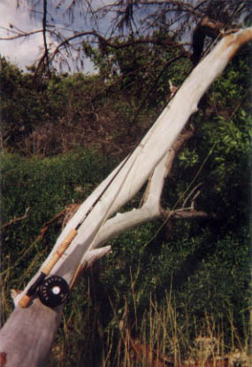 flyrod