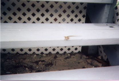 lizard