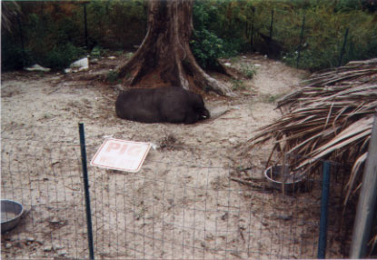 pig
